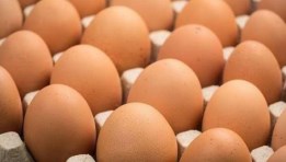 أسعار البيض اليوم