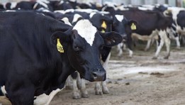 أبقار هولشتاين 