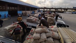 تسليم تقاوي البطاطس للمزارعين