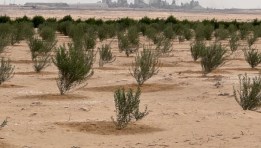 شتلات أشجار زيتون 