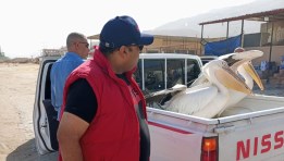 جمع طيور البجع