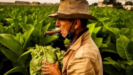 صناعة التبغ