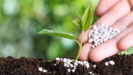 الأمونيا الخضراء 