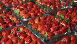 مصر الأعلى تصديراً للفراولة المجمدة