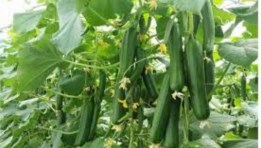  مشروع زراعة الخيار في الصوب الزراعية