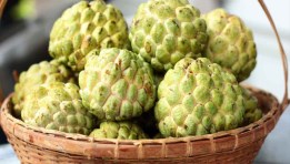 مشروع زراعة القشطة