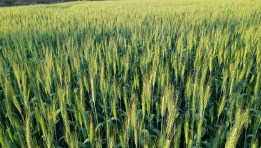 زراعة القمح