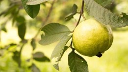 زراعة الجوافة في مصر