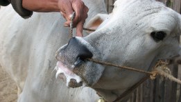 مرض الحمى القلاعية 