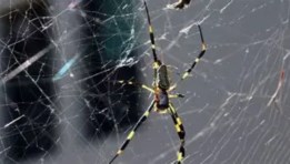 مستعمرة عناكب