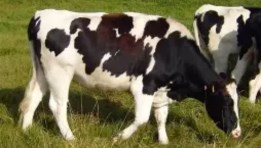 بقرة هوليشتاين