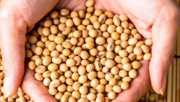 فول صويا - صورة أرشيفية 