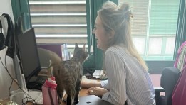 القط المصري في السفارة الألمانيا بالقاهرة 