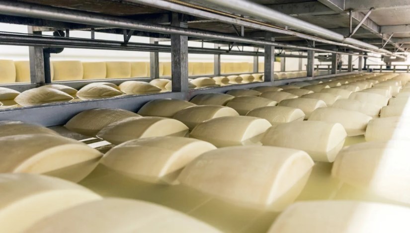 مصنع جبنة- أرشيفية