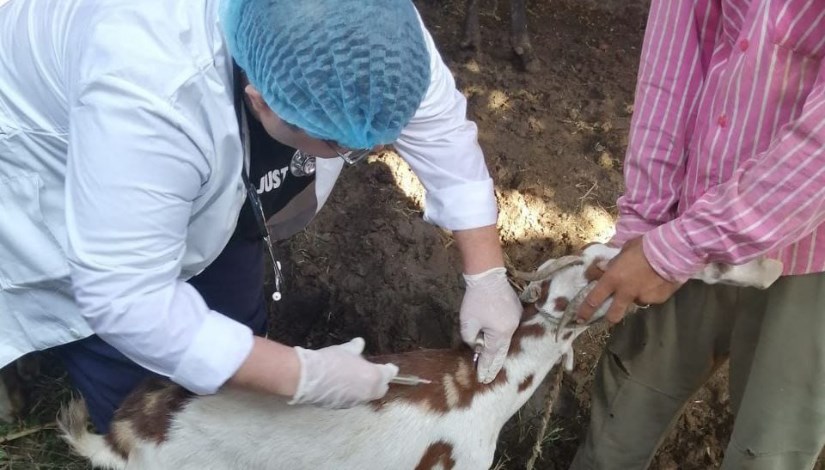 تحصين الماشية