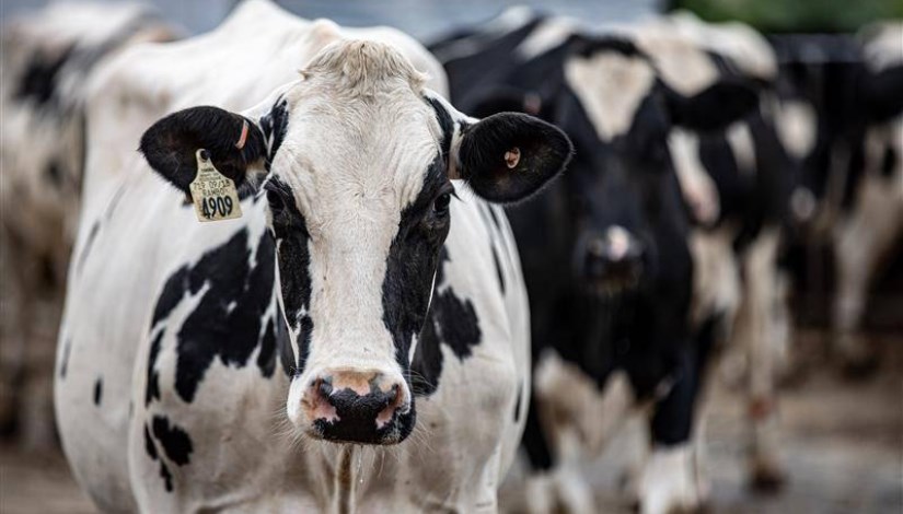 الأبقار الهولشتاين