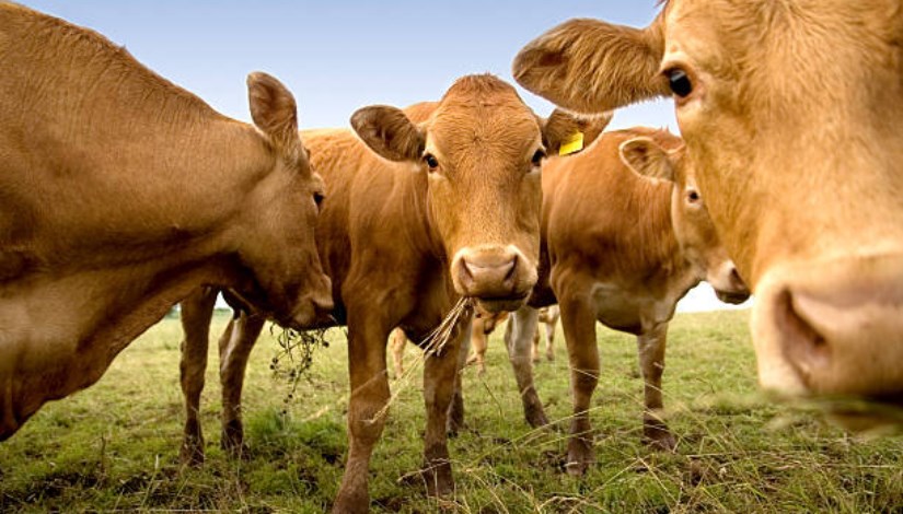 أبقار براون