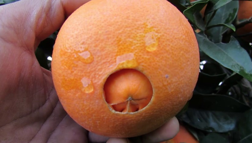 برتقال السرة 