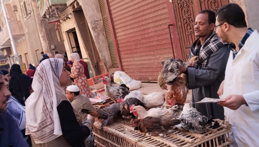 جانب من تطبيق الأمن الحيوي على الدواجن