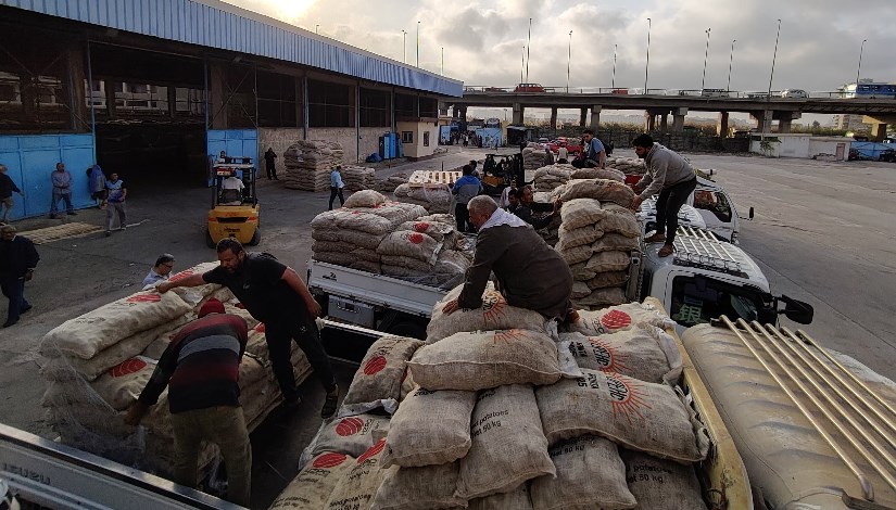 تسليم تقاوي البطاطس للمزارعين