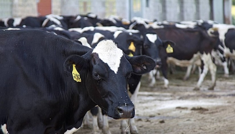 أبقار هولشتاين