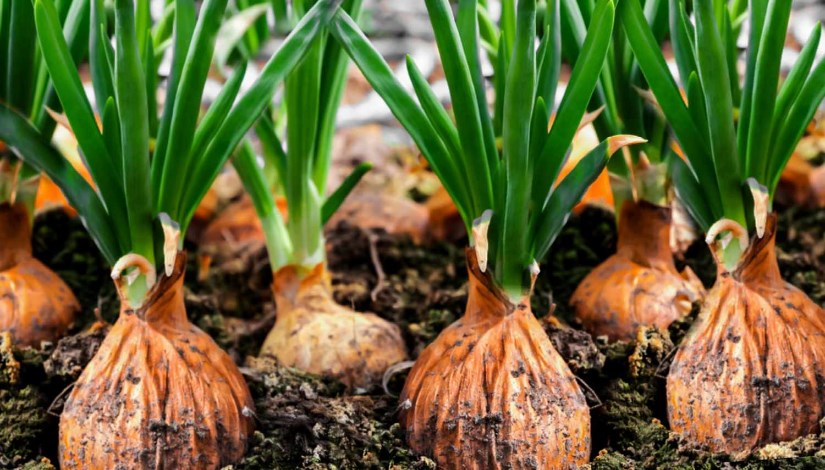 زراعة البصل