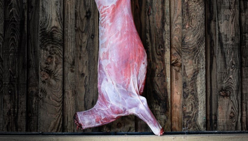 سعر لحم غزال اليوم