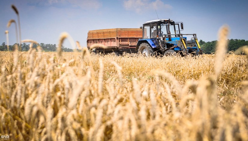 حصاد القمح في مصر حصاد القمح في مصر