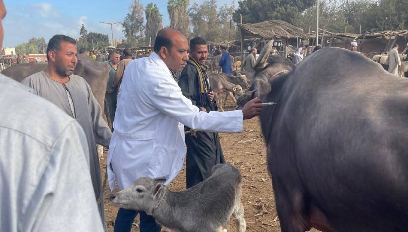 تحصين الماشية 