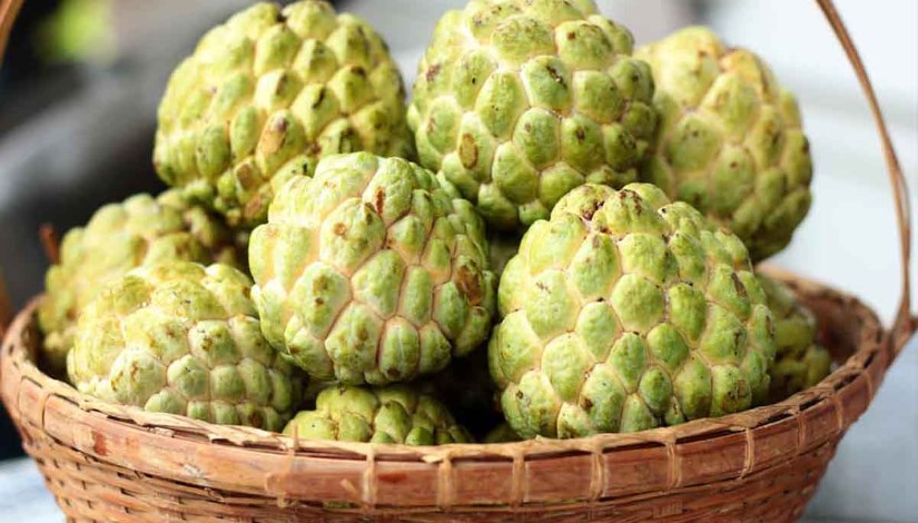 مشروع زراعة القشطة