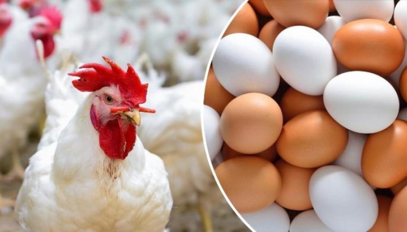 منتجات الدواجن- أرشيفية