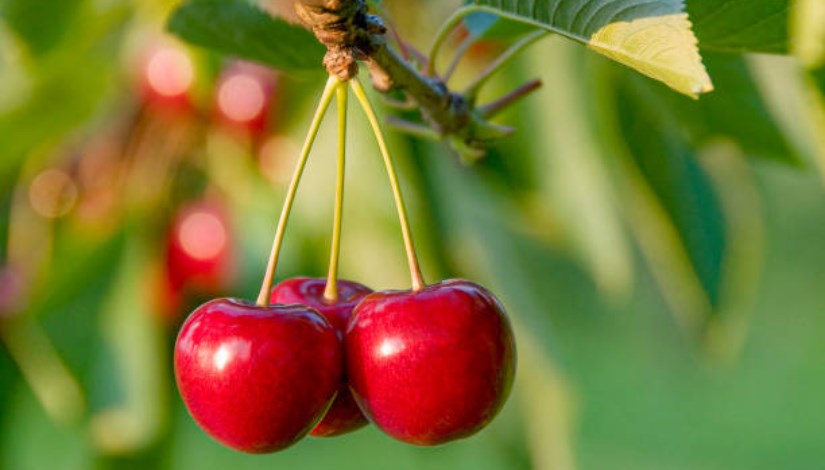 الكرز الطازج