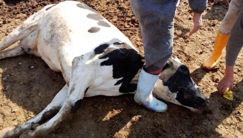 عترة فيروس الحمى القلاعية الجديدة