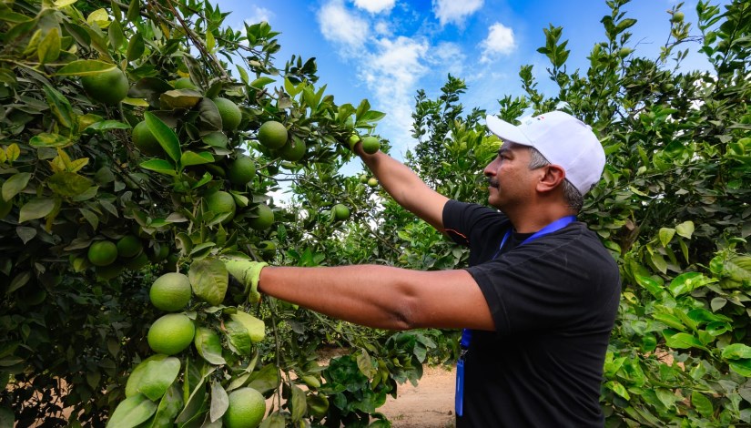 محصول البرتقال