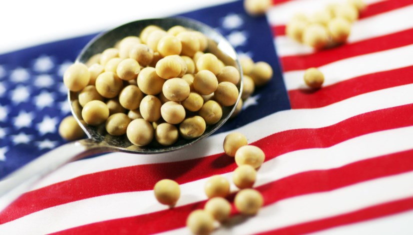 فول الصويا الأمريكي