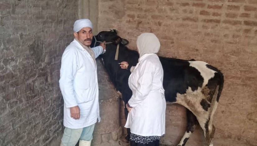 الحملة القومية لتحصين الماشية ضد الحمى القلاعية 