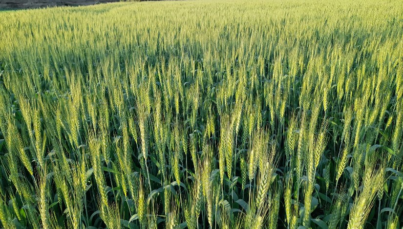 زراعة القمح