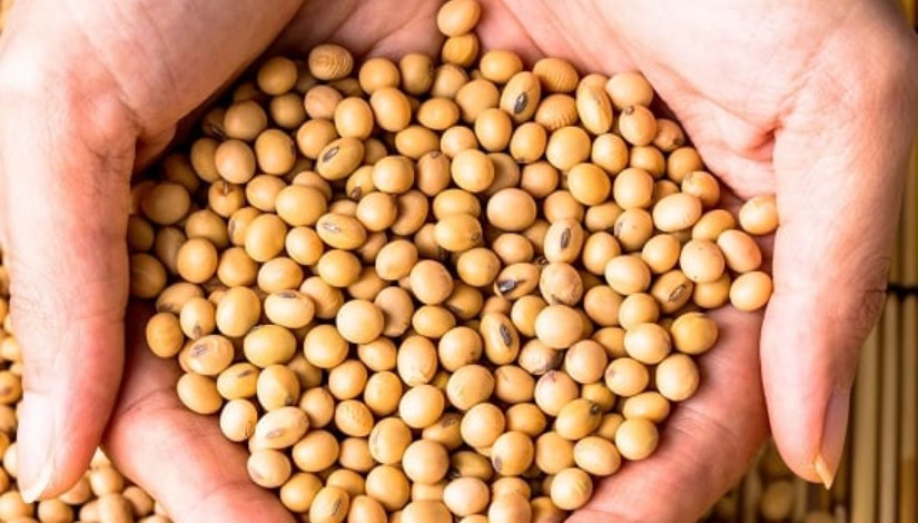 فول صويا - صورة أرشيفية 