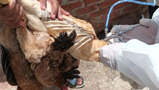 تحصين الطيور