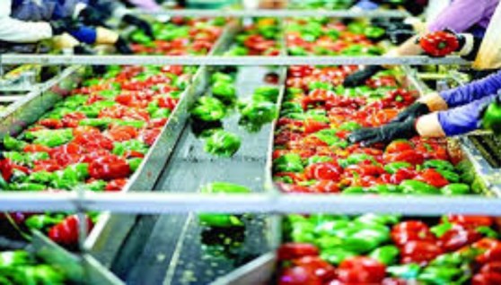 تصنيع الأغذية