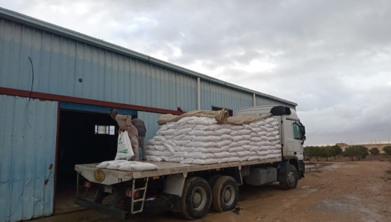 توزيع 100 طن تقاوي شعير و33 ألف شتلة زيتون