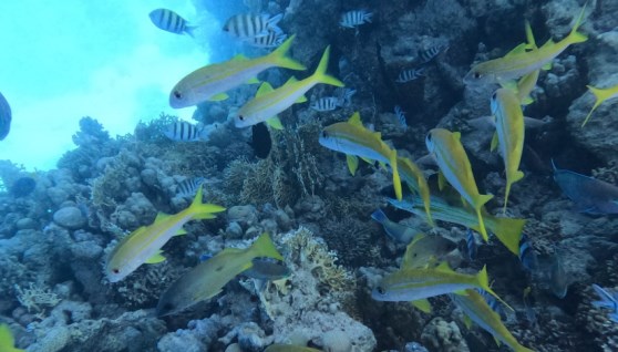 الحيد المرجاني العظيم بالبحر الأحمر