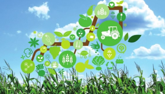 مجال الأعمال الزراعية