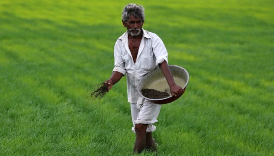 قطاع الزراعة والغذاء في الهند