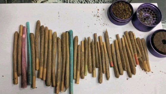 نبات الماريجوانا