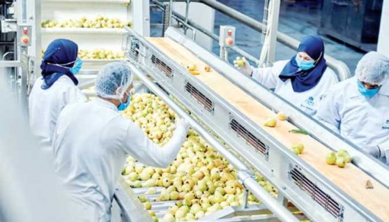 الصناعات الغذائية - أرشيفية