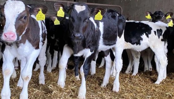 مشاريع الثروة الحيوانية