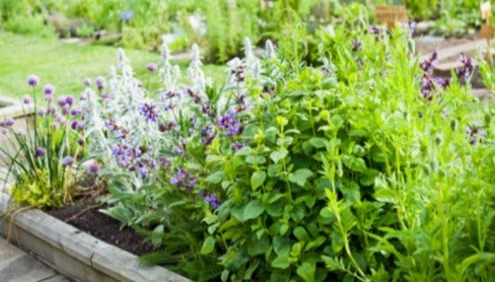 نباتات طبية