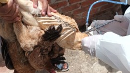 تحصين الطيور