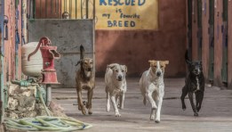 كلاب الضالة